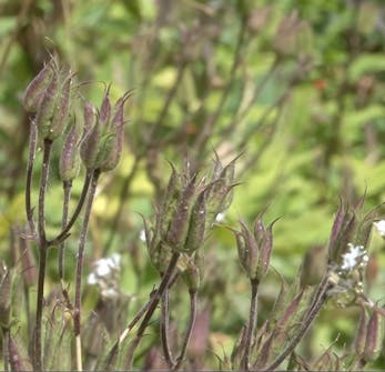 blomsterfrø til hagen blomsterfrø til hagen